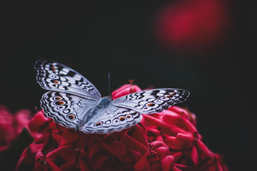 The Symbolic Meaning of Butterflies in Feng Shui and Chinese Culture