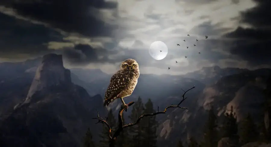 The Role of the Owl in Chinese Culture and Feng Shui Symbolism (Meaning, History, Usage)